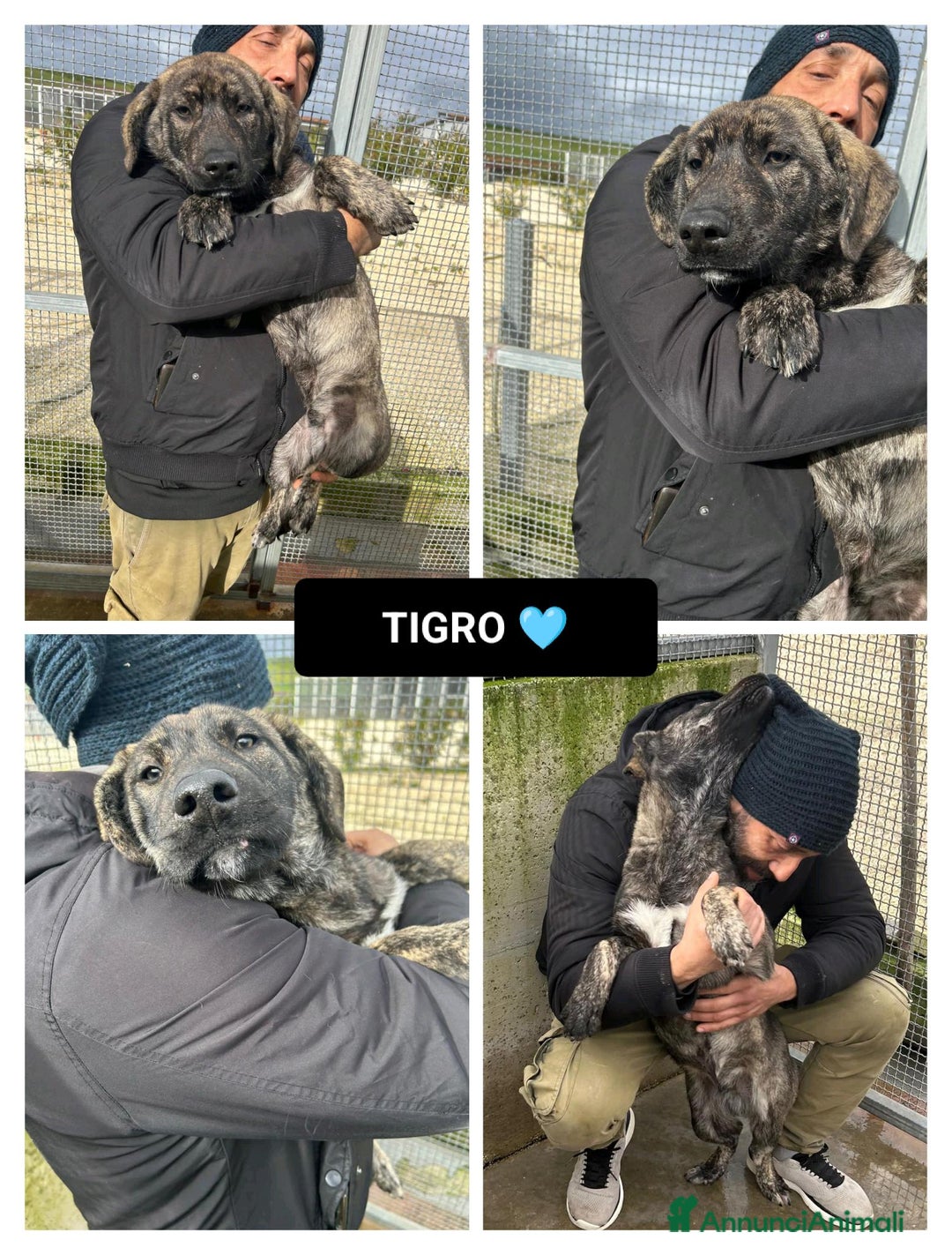 Altre razze cani in regalo: TIGRO - Annuncio 1