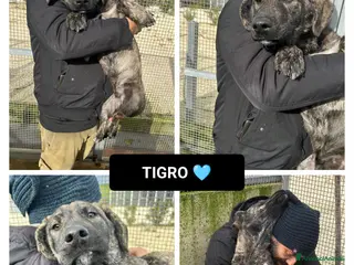 Altre razze cani TIGRO - Annuncio 21