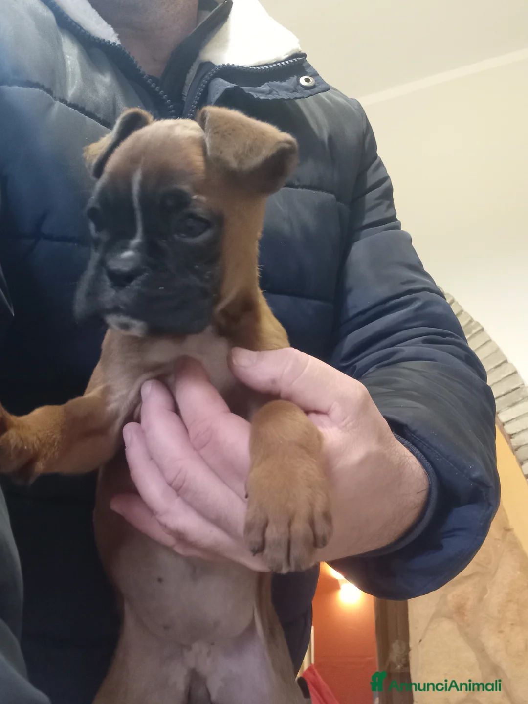 Boxer cani in vendita: Splendida Cucciola di Boxer - Annuncio 1