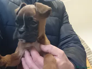 Boxer cani Splendida Cucciola di Boxer - Annuncio 30