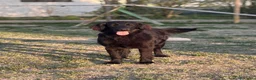 Flat Coated cani in vendita: Flat Coated Retriever 10 mesi - Annuncio 2