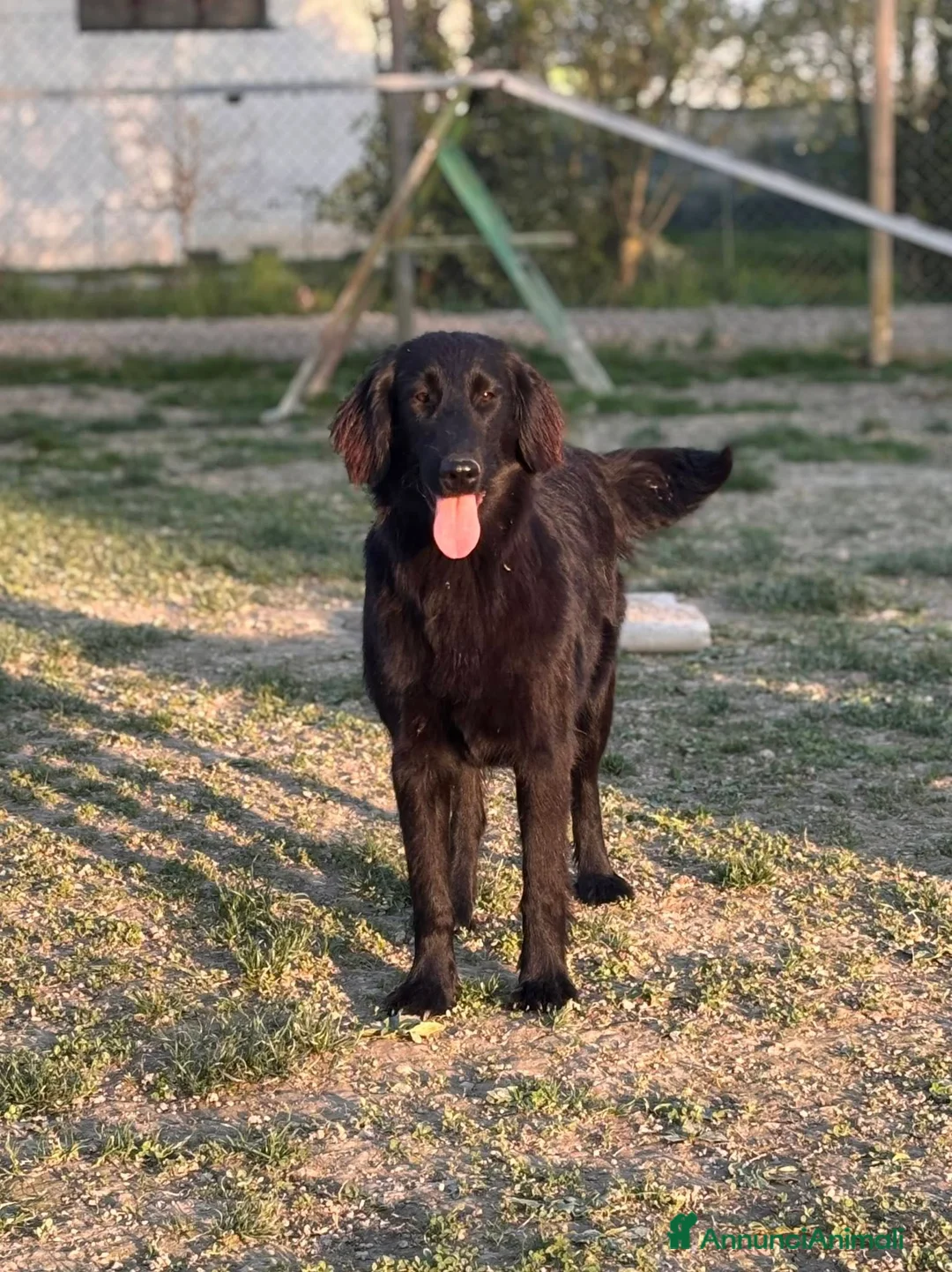 Flat Coated cani in vendita: Flat Coated Retriever 10 mesi - Annuncio 2