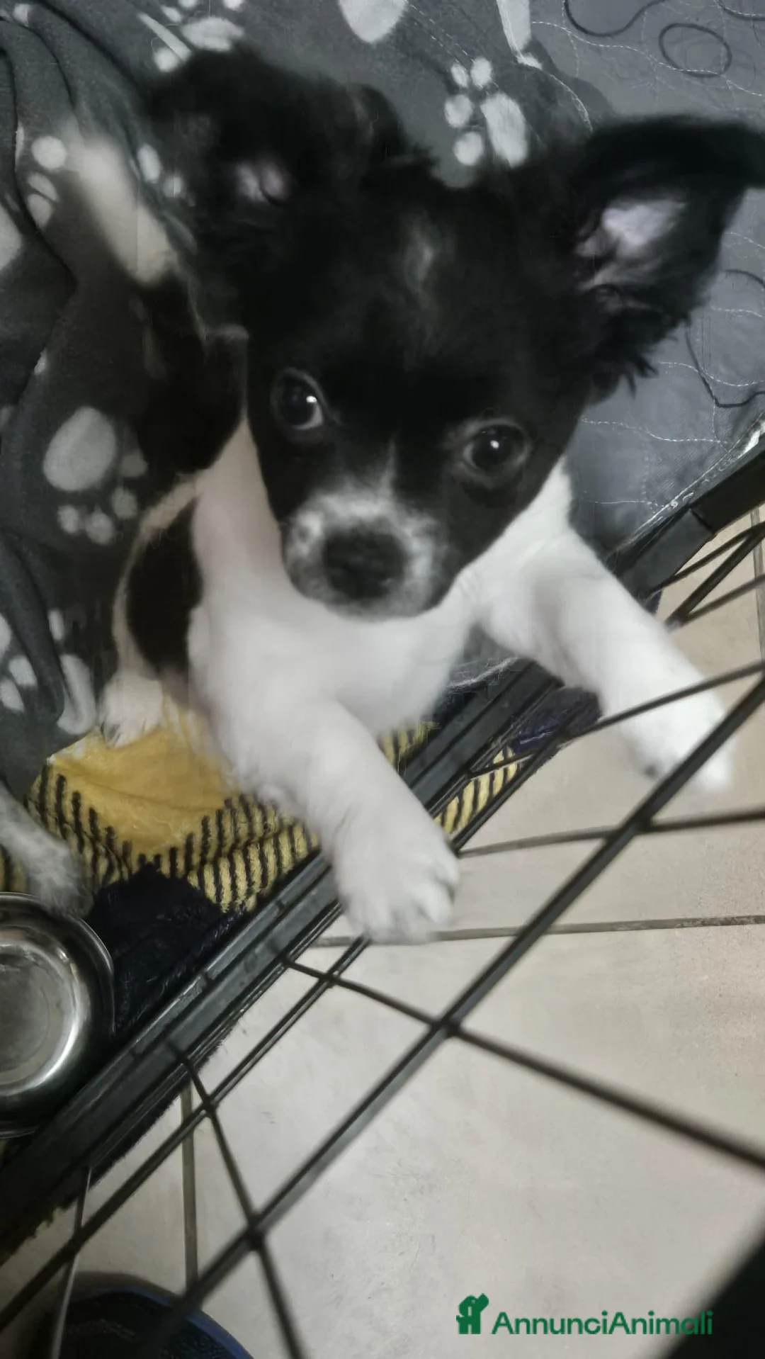 Chihuahua cani in vendita: Chihuahua femmina nata a metà gennaio, di 5 mesi - Annuncio 2
