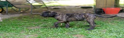 Cane Corso cani in vendita: Cuccioli di Cane Corso pronti per la consegna - Annuncio 3