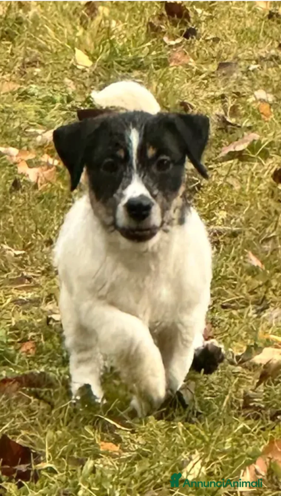 Jack Russell cani in vendita: Cuccioli di jack Russell terrier  - Annuncio 2
