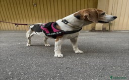 Beagle cani in regalo: Ariel - Beagle a Provincia di Caserta - Immagine 4