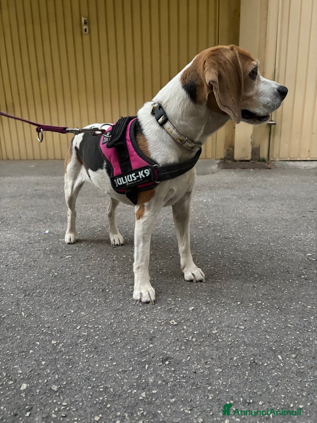 Beagle cani in regalo: Ariel - Beagle a Provincia di Caserta - Immagine 4