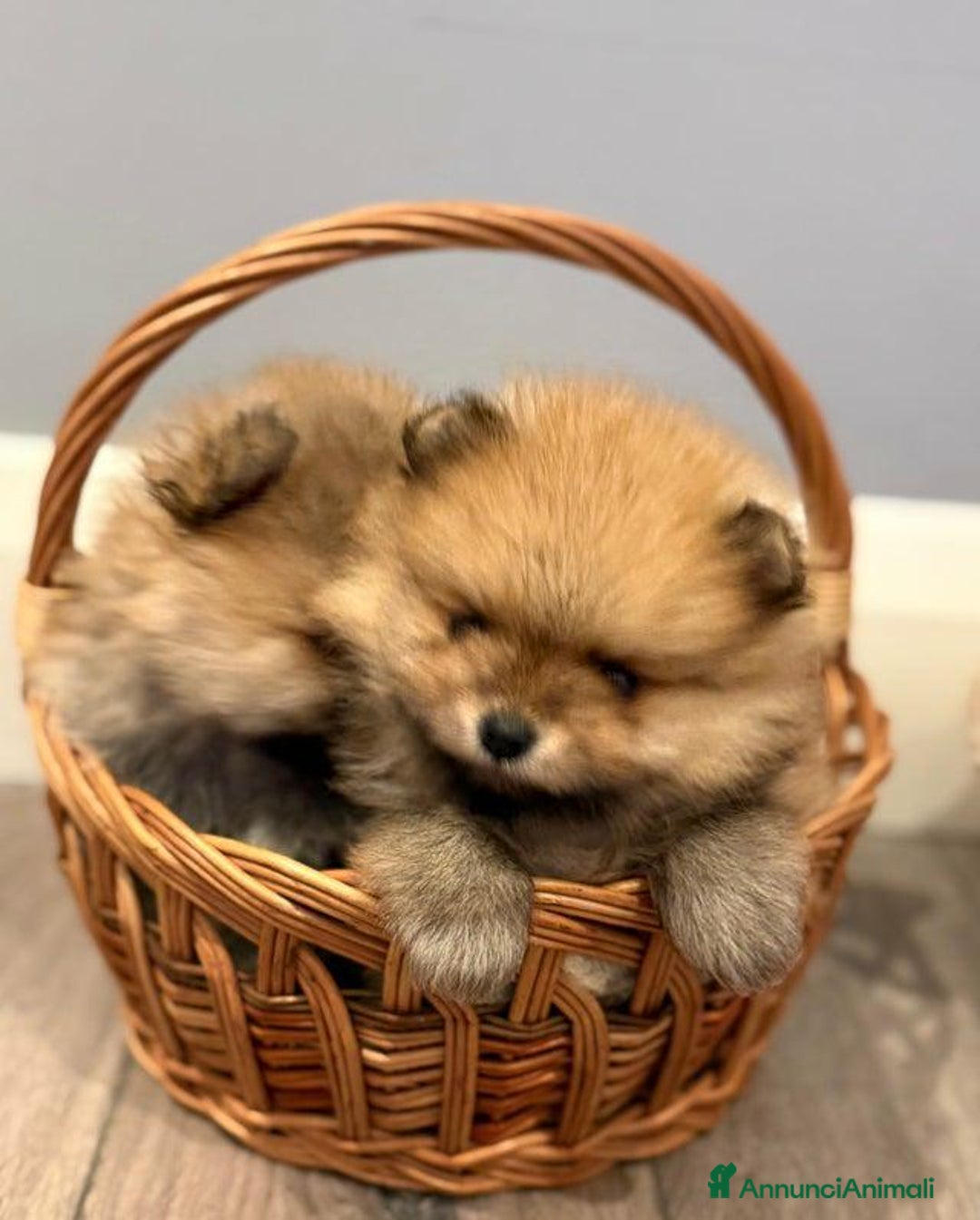 Volpino Pomerania cani in vendita: Bellissimi cuccioli di Pomerania di razza pura  - Annuncio 18