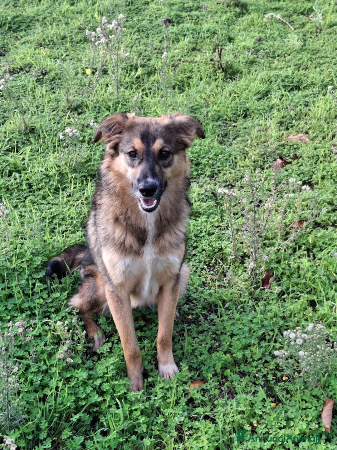 Meticcio cani in regalo: BRENDA 🩷-cucciola.La adotti?Non lasciarla nel box - Annuncio 6