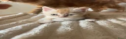 Scottish gatti in vendita: Gattini scottish - Annuncio 6