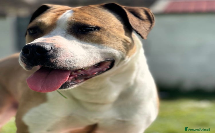 American Staffordshire cani a Città metropolitana di Milano - Annuncio 2