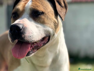 American Staffordshire cani GOLD BELLISSIMO AMSTAFF a Città metropolitana di Milano - Annuncio 14