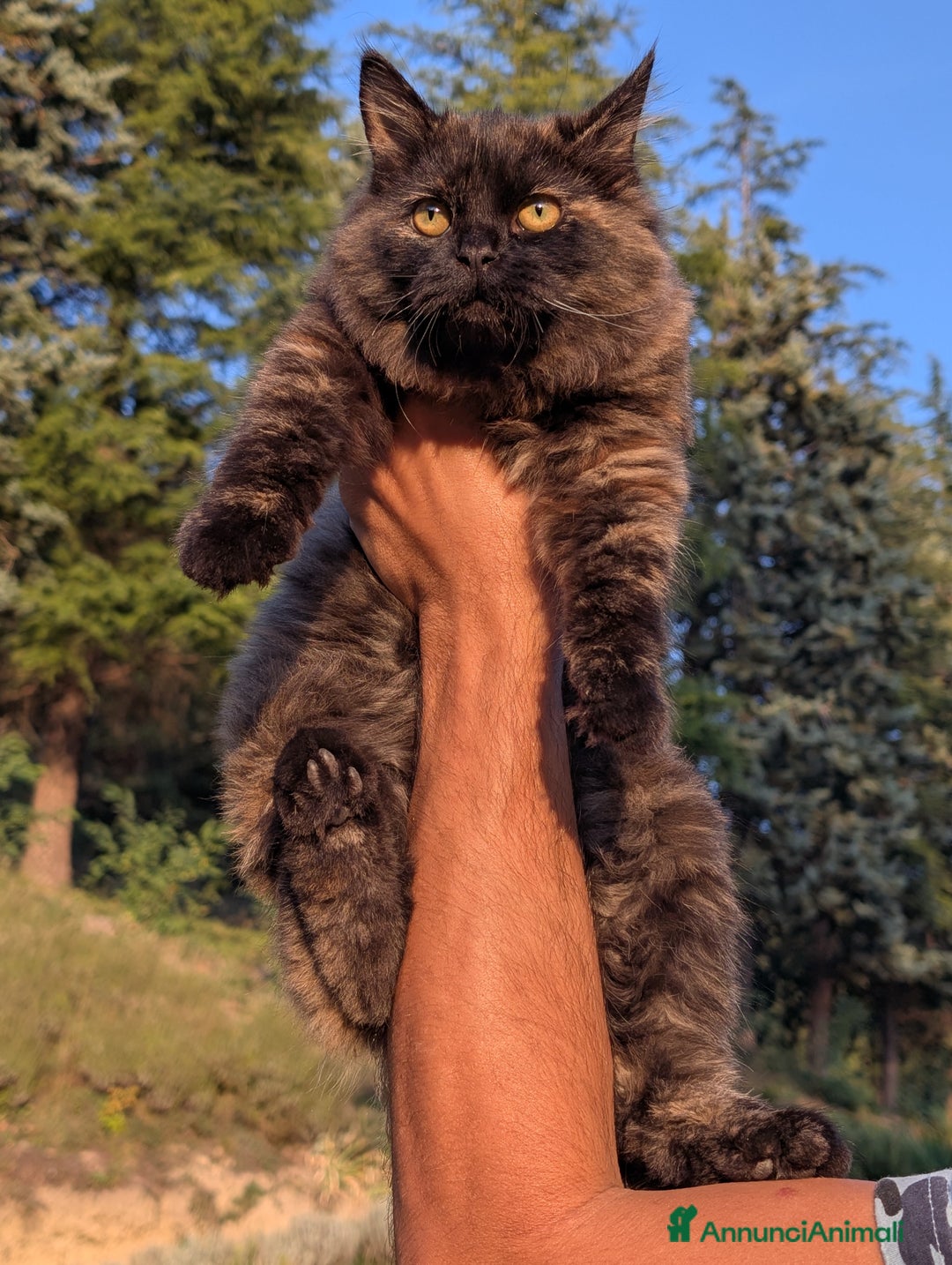 Siberiano gatti in vendita: Cuccioli di gatto siberiano  - Annuncio 2