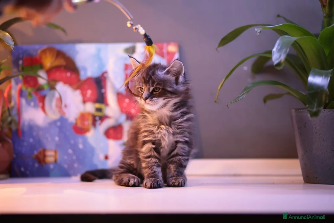 Maine Coon gatti in vendita: Cuccioli  - Annuncio 5