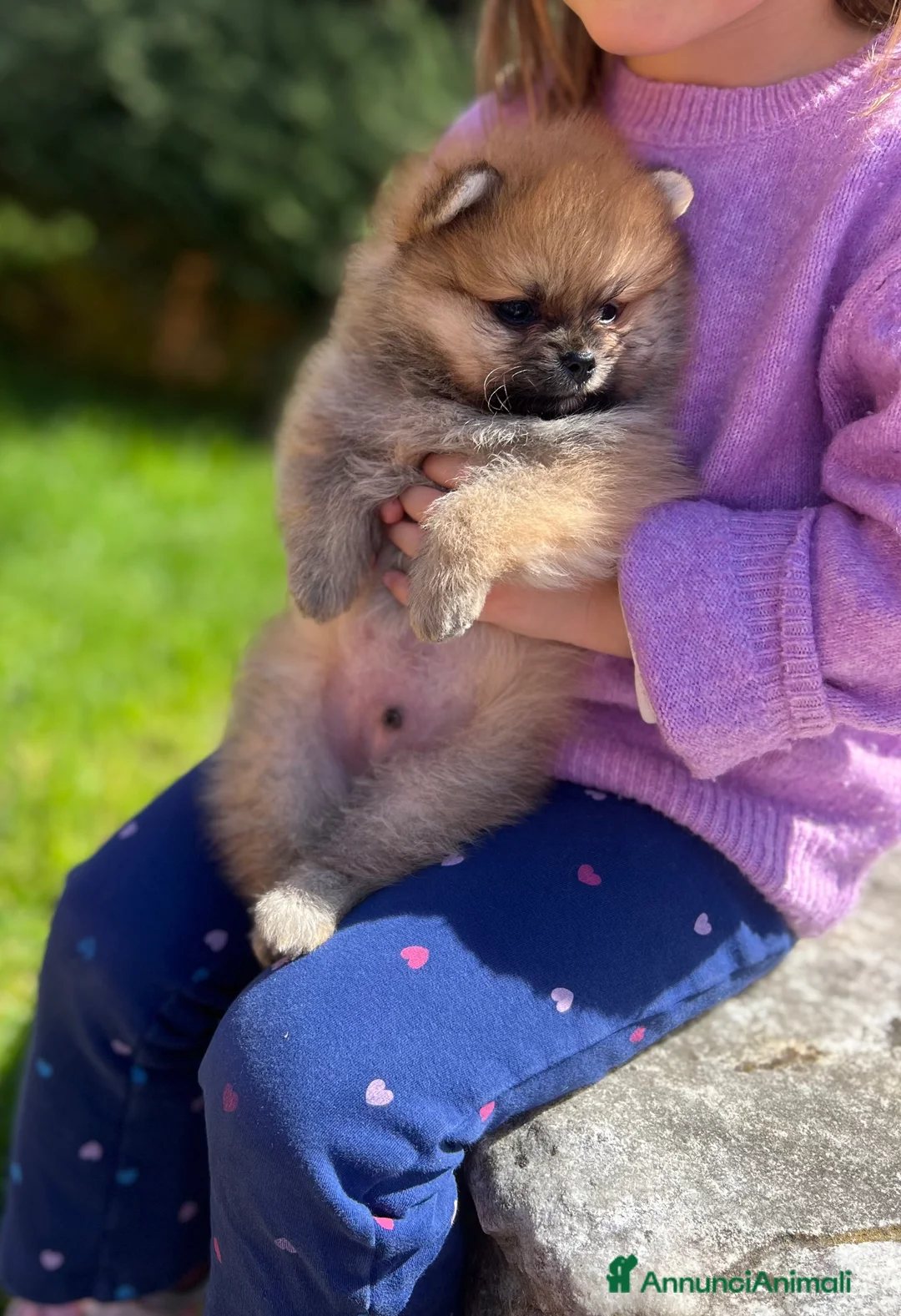 Volpino Pomerania cani in vendita: CUCCIOLI POMERANIA CON PEDIGREE  - Annuncio 2