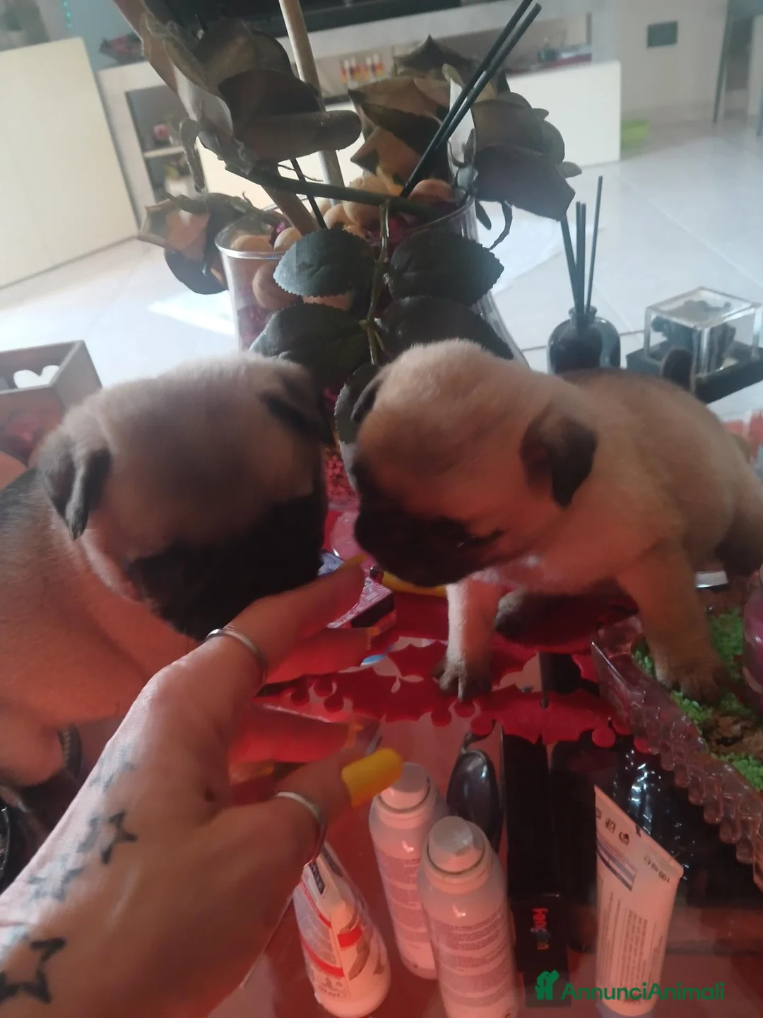 Carlino cani in vendita: Cuccioli di Carlino Fulvi  a Città metropolitana di Roma Capitale - Annuncio 2