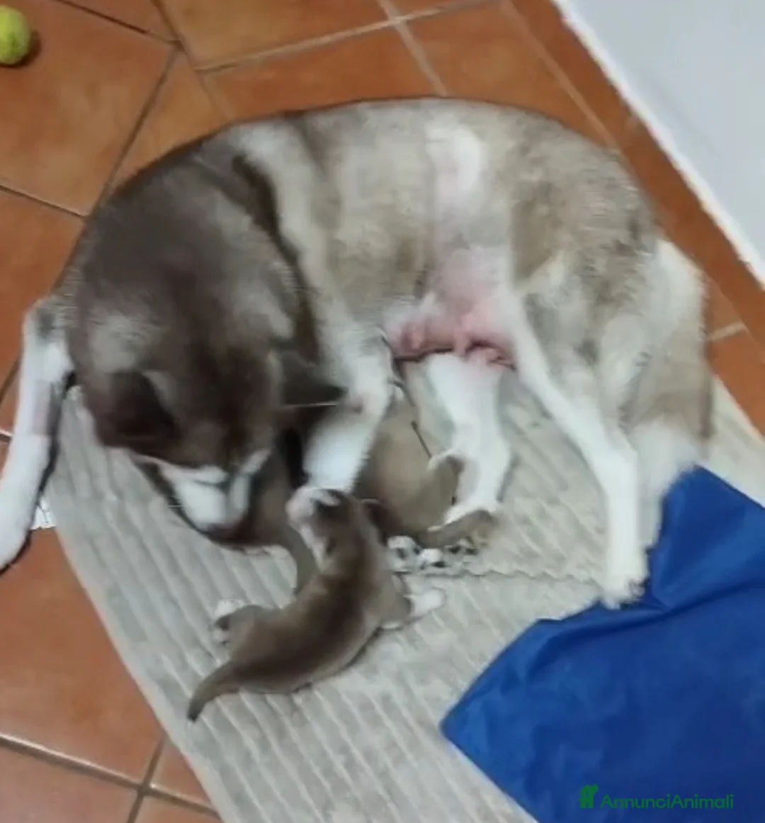 Husky cani in vendita: Cucciola di Husky siberiano  - Annuncio 2