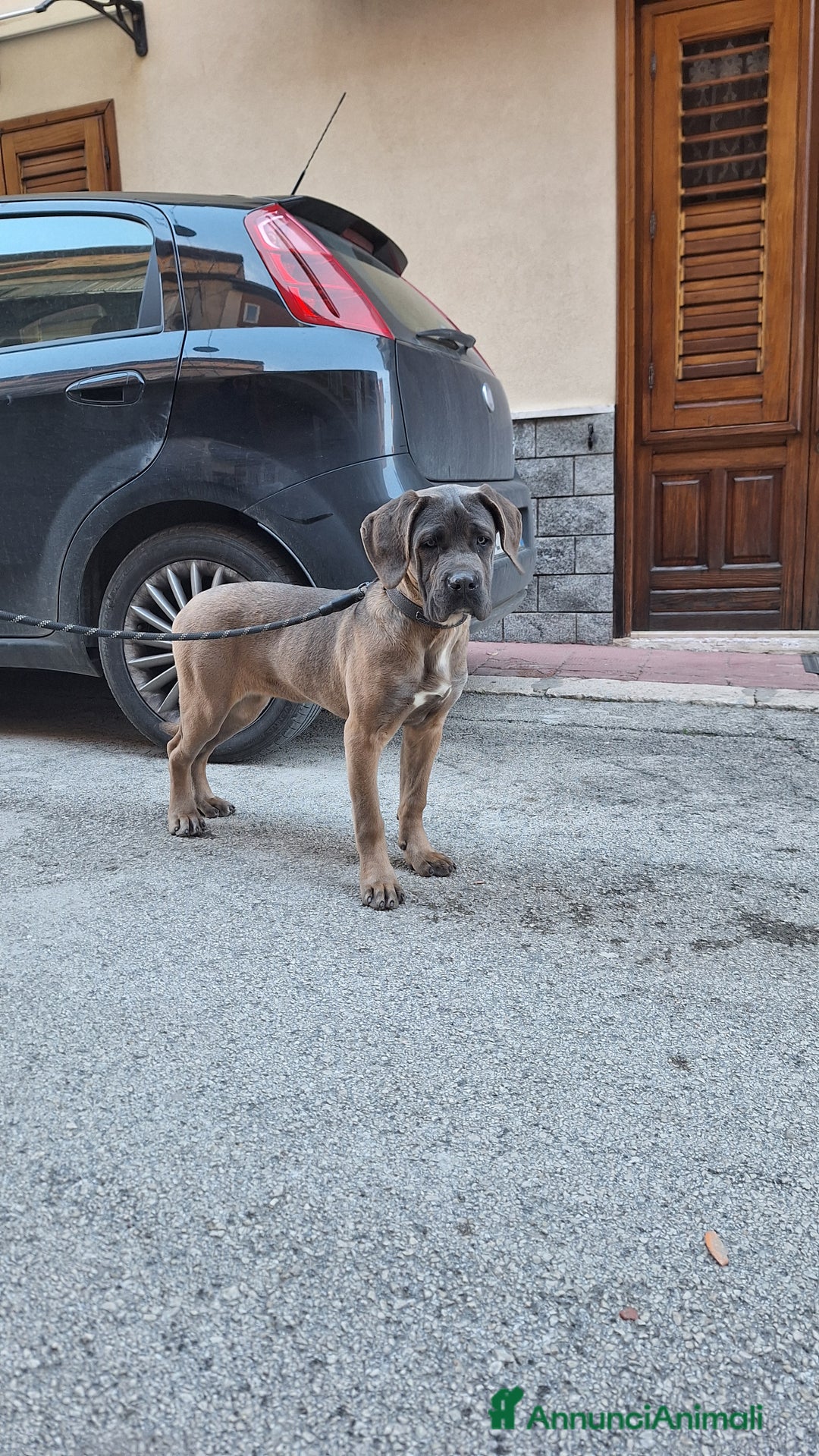 Cane Corso cani in vendita: Cane Corso - Annuncio 8
