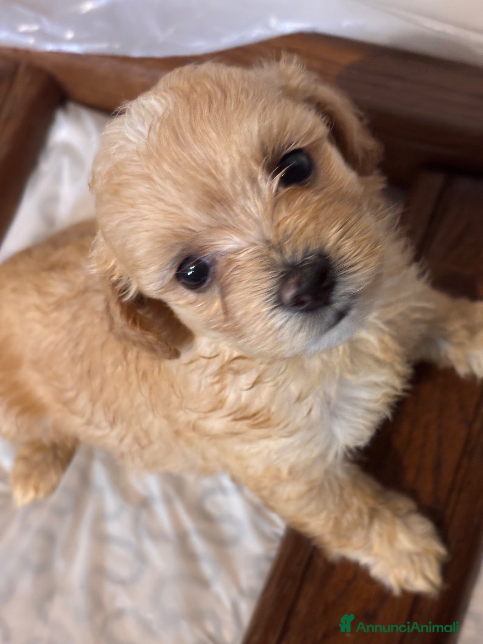 Maltipoo cani in vendita: Cuccioli di Maltipoo - Annuncio 1