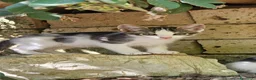 Meticcio gatti in regalo: Meravigliosi gattini  a Città metropolitana di Roma Capitale - Annuncio 11