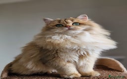 Scottish gatti in vendita: ATTENZIONE SCOTTISH DA RIPRODUZIONE  a Provincia di Pavia - Immagine 1