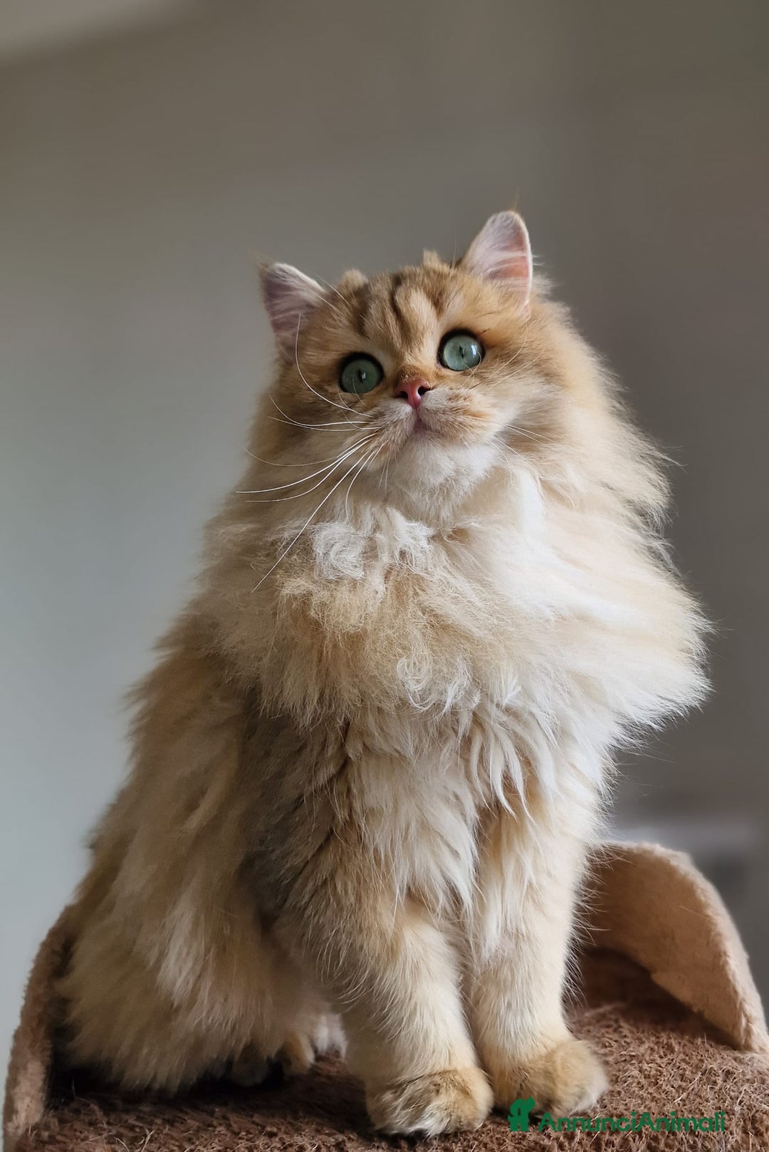 Scottish gatti in vendita: ATTENZIONE SCOTTISH DA RIPRODUZIONE  a Provincia di Pavia - Immagine 1