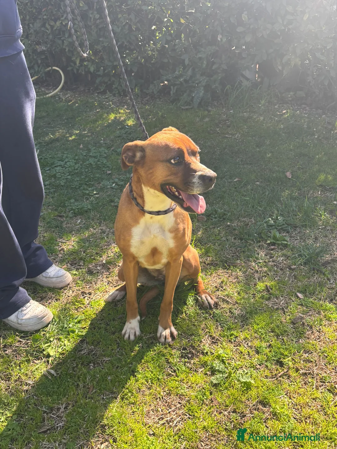 Meticcio cani in regalo: LENTICCHIA (Lenti) - Annuncio 2