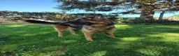 Meticcio cani in regalo: Ginevra, cane lupo in miniatura cerca famiglia  - Annuncio 4