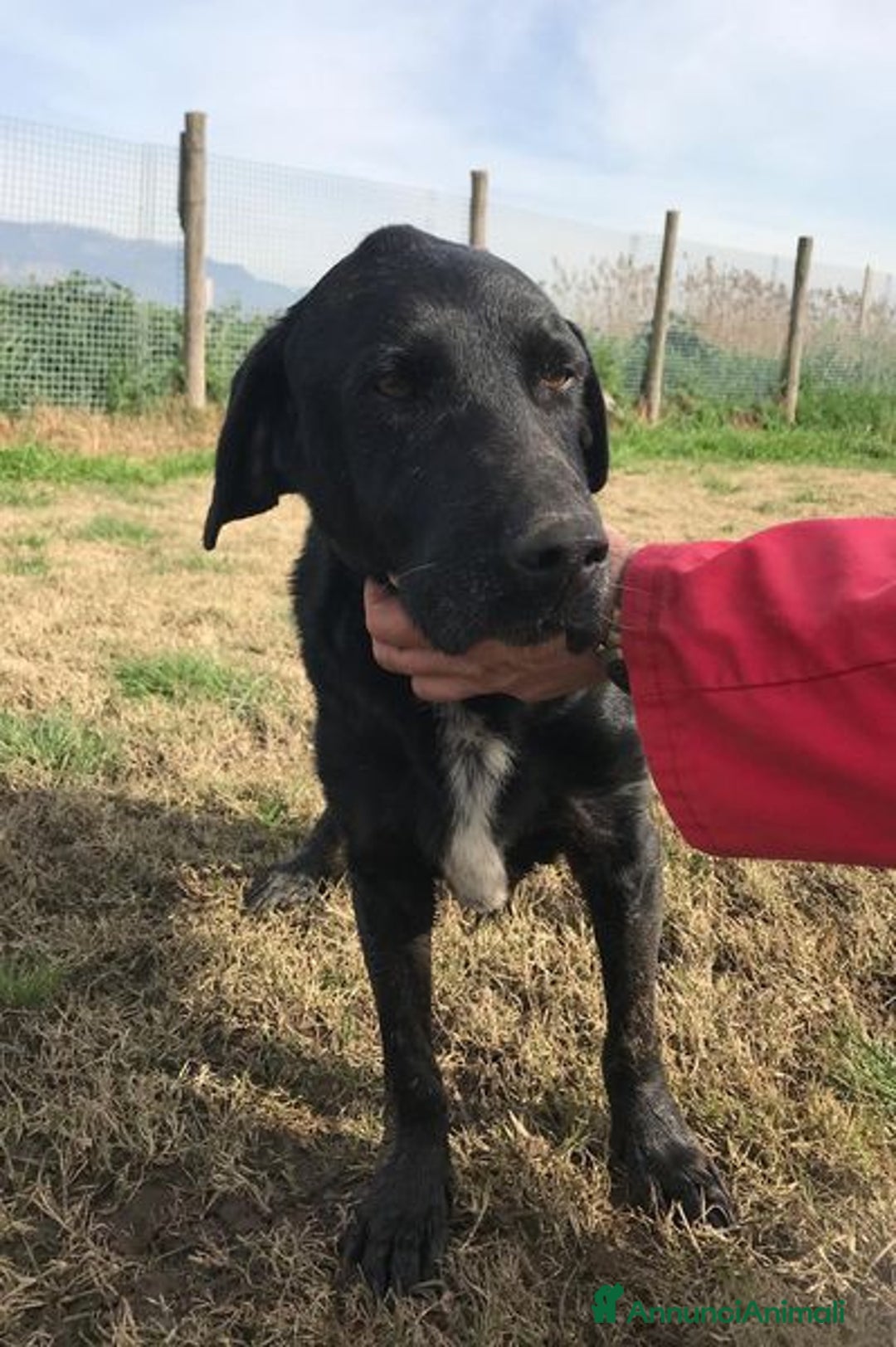 Meticcio cani in regalo: Santo, il suo nome lo descrive in pieno a Provincia di Latina - Annuncio 6