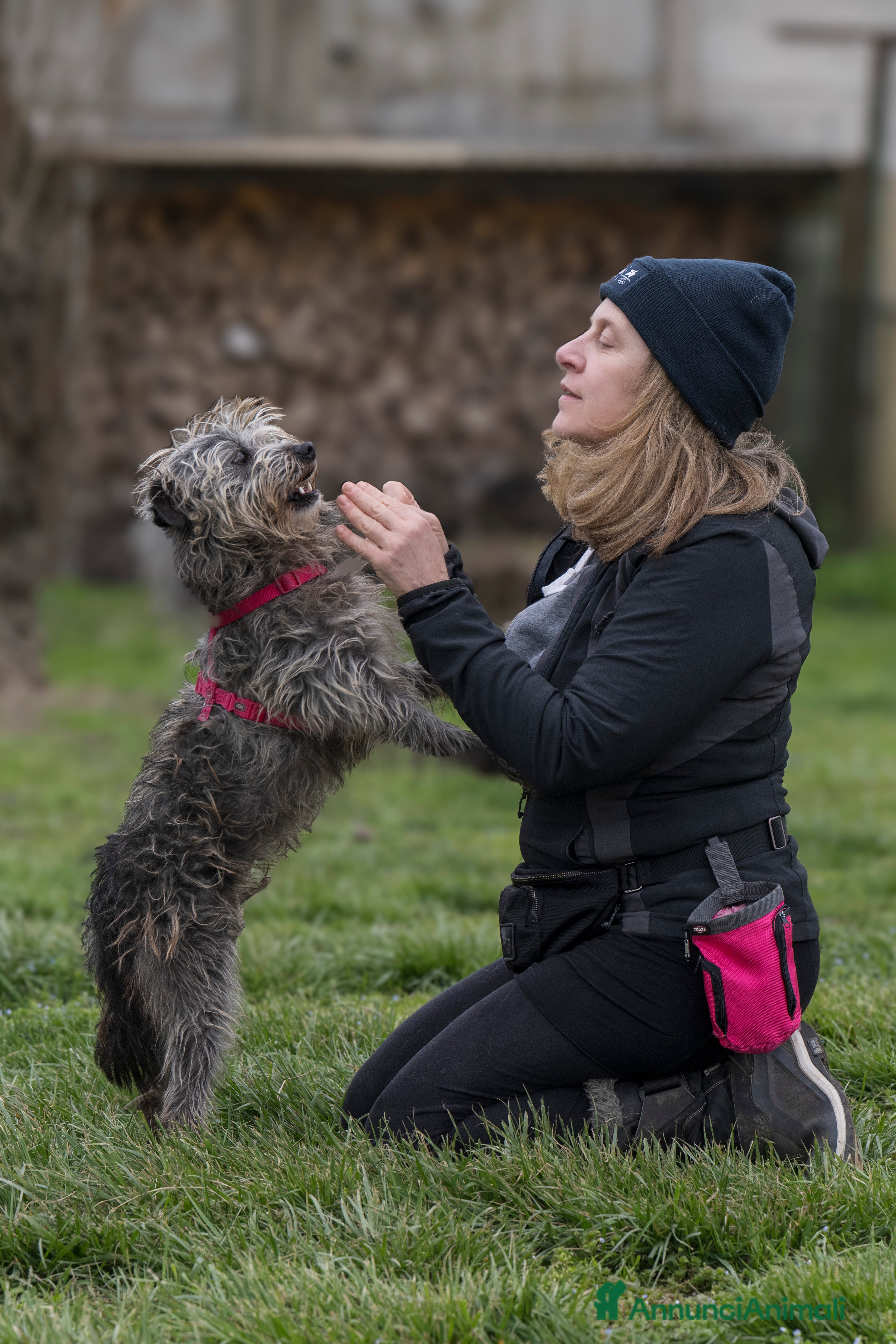 Meticcio cani ARAMIS, meticcio furbetto in adozione a Città metropolitana di Milano - Annuncio 2