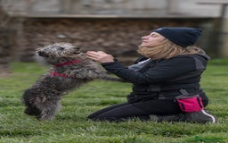 Meticcio cani in regalo: ARAMIS, meticcio furbetto in adozione a Città metropolitana di Milano - Immagine 2