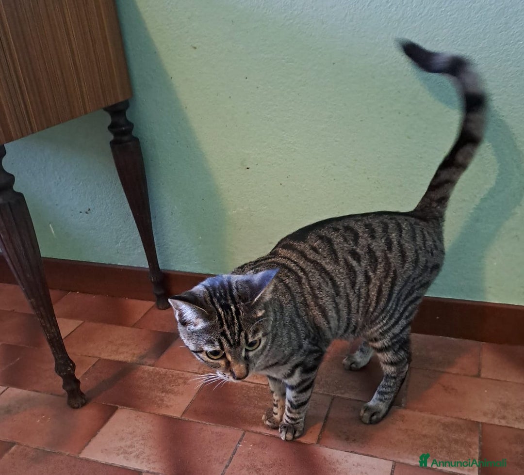 Europeo gatti in regalo: Adorabili gattini da adottare, GRACE e KEVIN! - Annuncio 5