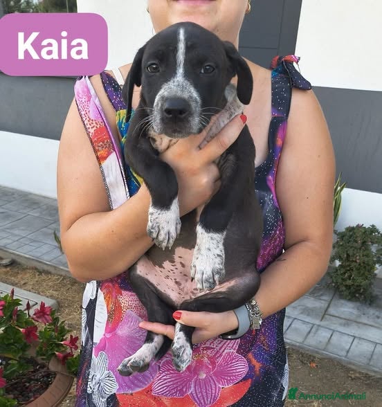 Meticcio cani Neon luce e KaIA - Annuncio 31