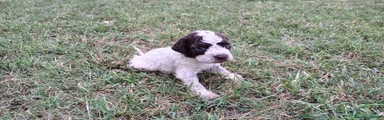 Lagotto 4