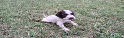 Lagotto cani in vendita: Lagotto Romagnolo con Pedigree - Annuncio 11