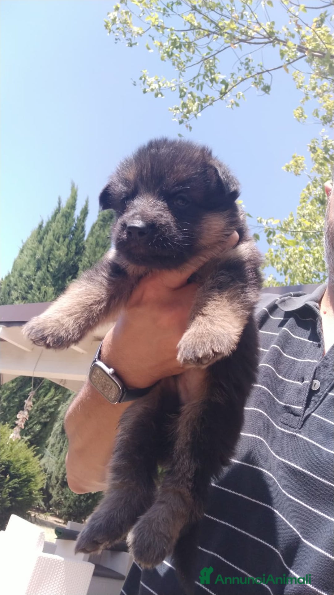Pastore Tedesco cani in vendita: cuccioli di pastore tedesco - Annuncio 4