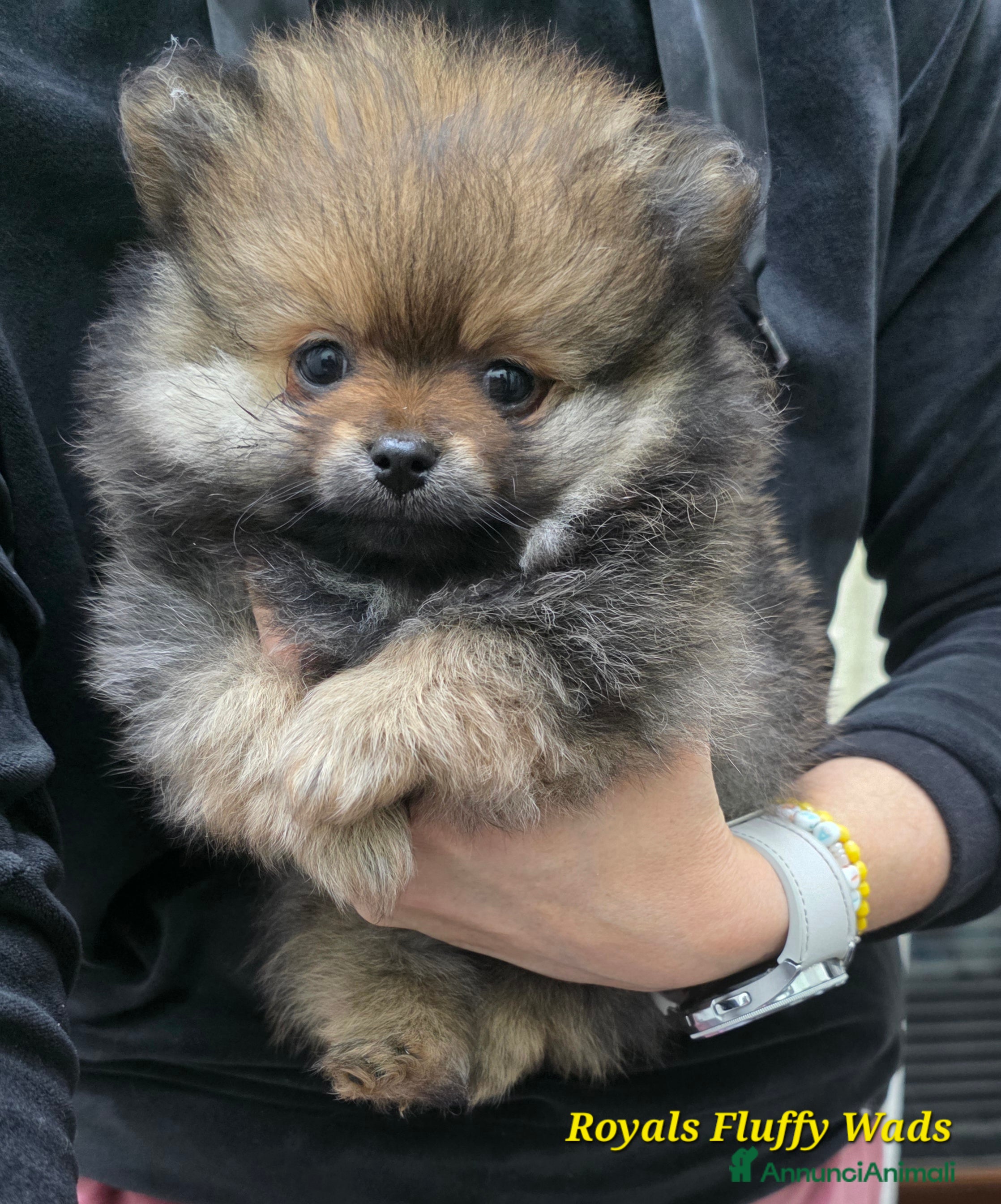 Spitz cani Cucciolo spitz tedesco piccolo  - Annuncio 2