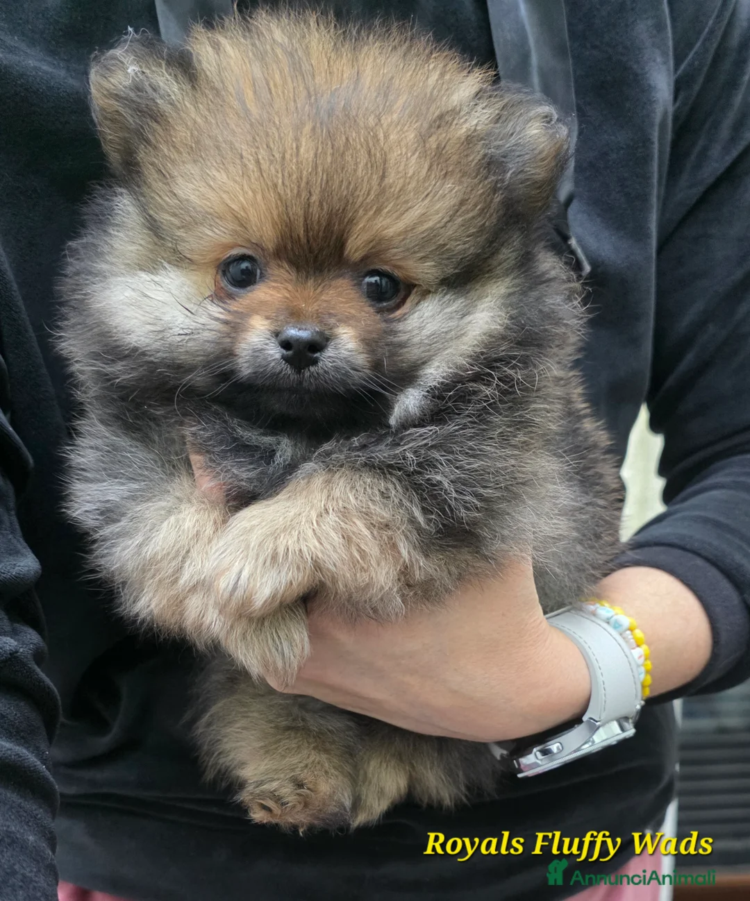 Spitz cani in vendita: Cucciolo spitz tedesco piccolo  - Annuncio 2