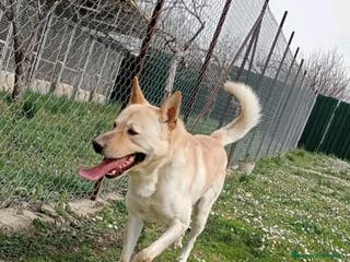 Meticcio cani TAKESHI bravo e socievole - Annuncio 42