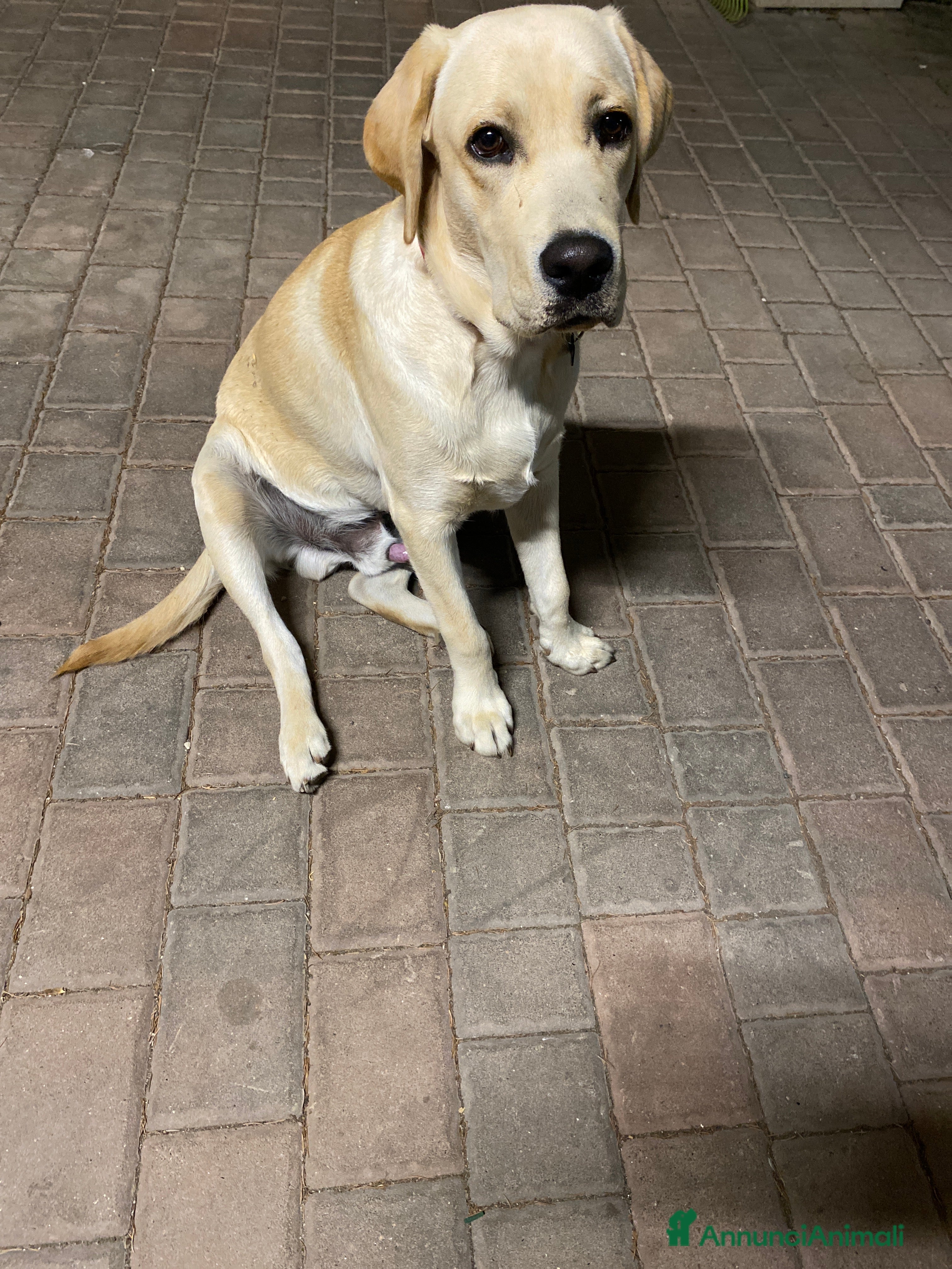 Golden Retriever cani Labrador retriever  - Annuncio 24