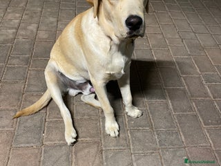 Golden Retriever cani Labrador retriever - Annuncio 4