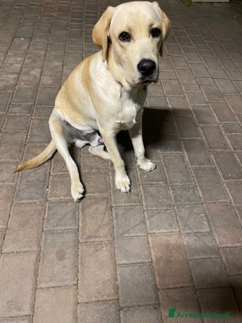 Golden Retriever cani - Annuncio 5