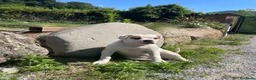 Bulldog cani in vendita: American Buldog - Annuncio 4