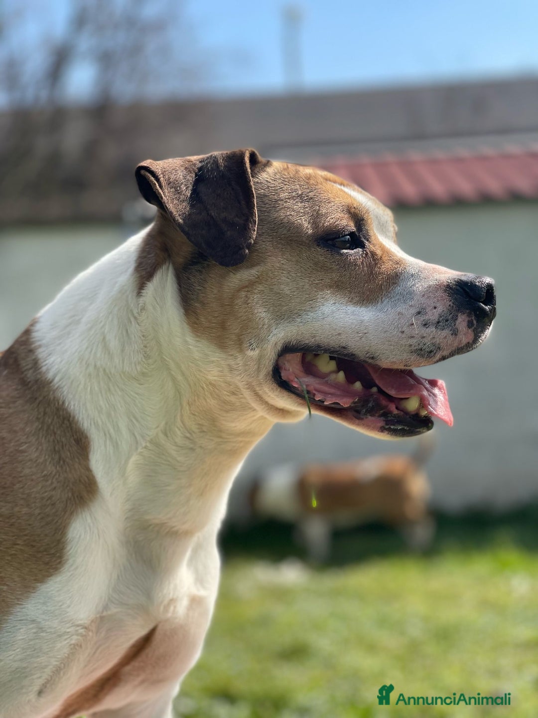 American Staffordshire cani in regalo: GOLD BELLISSIMO AMSTAFF a Città metropolitana di Milano - Annuncio 6
