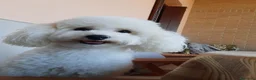 Barboncino Toy cani in vendita: Cuccioli di barboncino toy maschi bianchi  a Provincia di Varese - Annuncio 3