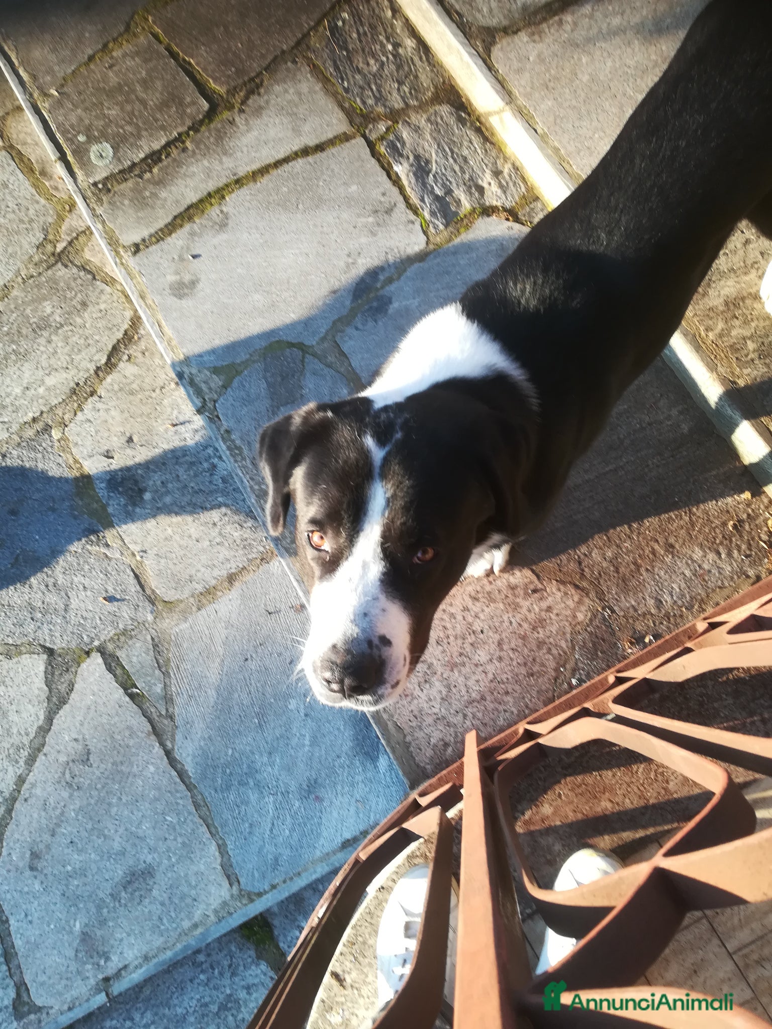 Pastore Asia Centrale cani Alabai - Annuncio 8