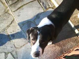 Pastore Asia Centrale cani Alabai - Annuncio 8