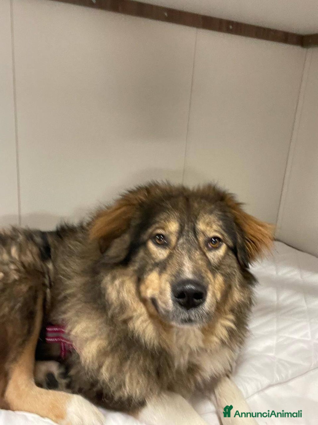 Pastore dei Carpazi cani in regalo: Max meraviglioso Pastore dei Carpazi - Annuncio 8