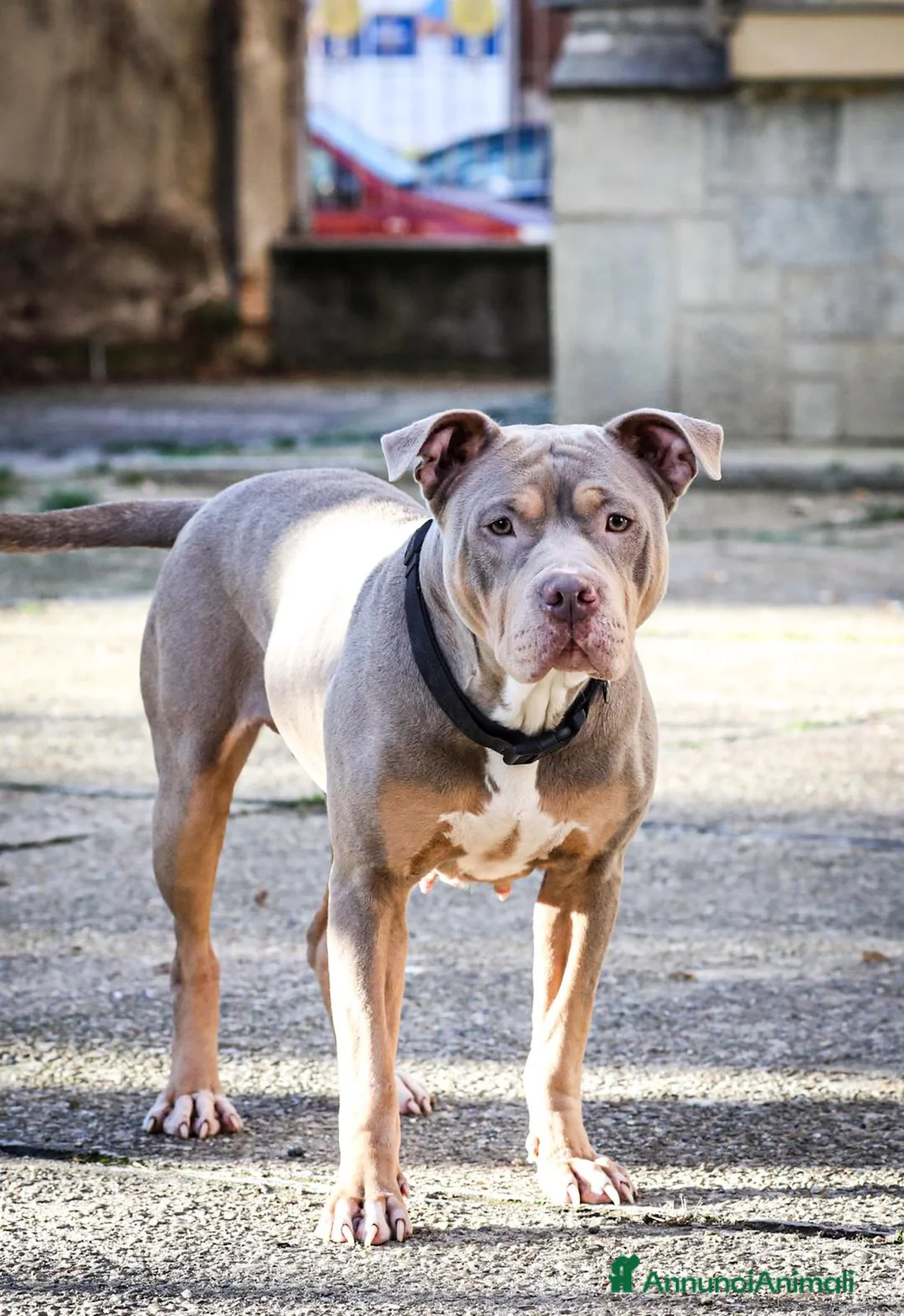 Pitbull cani in vendita: Cuccioli di American Pitbull Terrier  - Annuncio 2