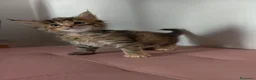 Maine Coon gatti in vendita: Simpatica cucciola Maine coon  - Annuncio 2